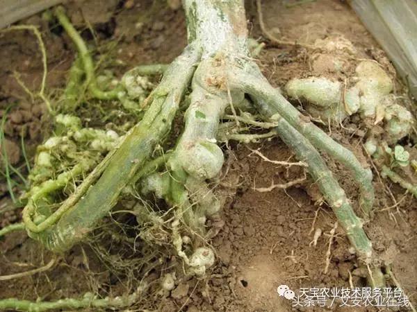 最新防治植物根结线虫药物,防治根结线虫病要用什么杀虫剂