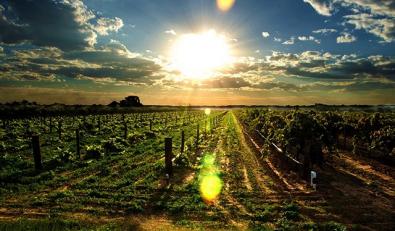 澳洲木瓜膏真的很好用,澳洲木瓜膏使用最新评测