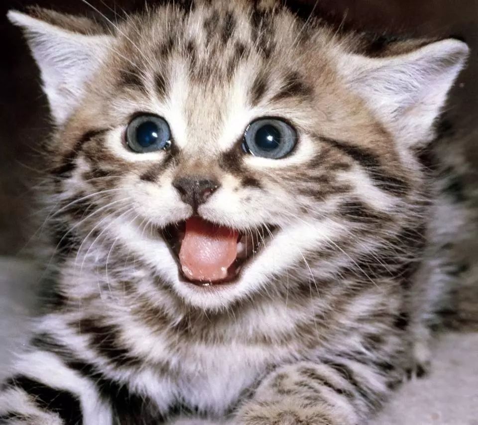 盘点那些笑到笑不出声的猫咪,十六种猫咪