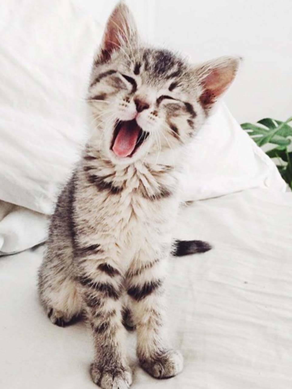 盘点那些笑到笑不出声的猫咪,十六种猫咪