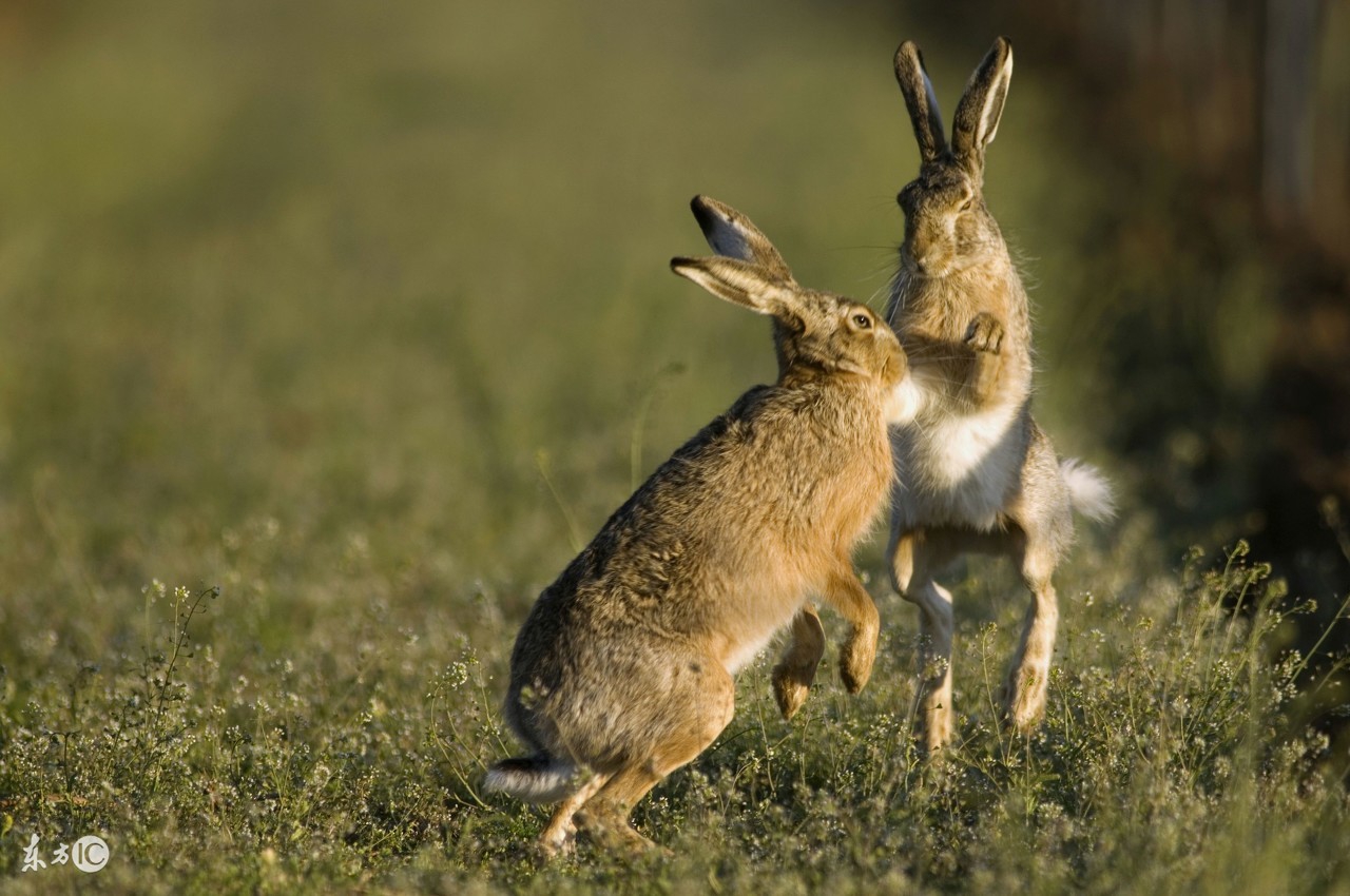 野兔的生活规律和习性,野兔晚上的活动规律
