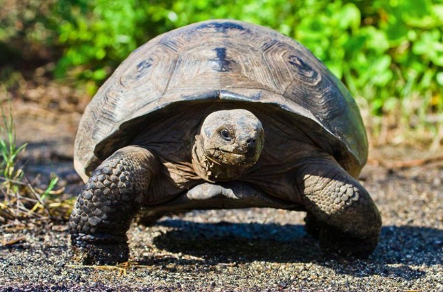 龟开始吃食但又吐出来什么原因,龟为什么会呕吐呢