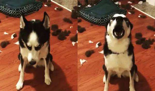 在家搞破坏的狗狗,对付狗狗拆家的绝招