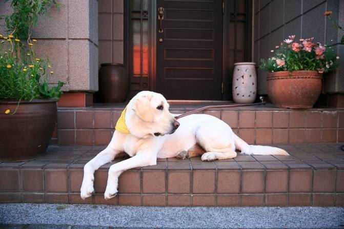 在家搞破坏的狗狗,对付狗狗拆家的绝招