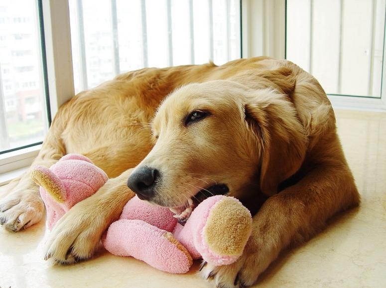 在家搞破坏的狗狗,对付狗狗拆家的绝招