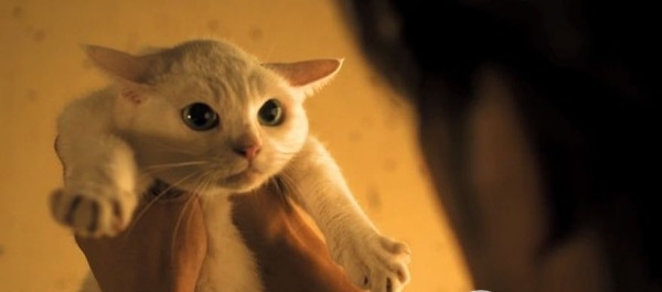 可爱猫咪动画片有哪些,十大可爱的猫咪动画片