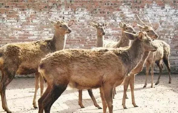 精选南岸嘿巴适农家乐，这个国庆有得耍，让你嗨到不想回家！