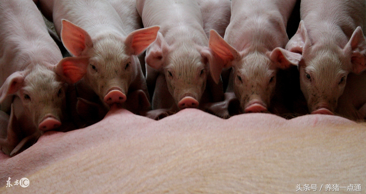 猪得流行性腹泻时猪场如何管理,仔猪腹泻原因及防控措施有哪些