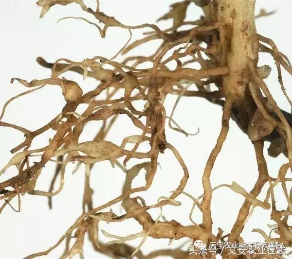 最新防治植物根结线虫药物,防治根结线虫病要用什么杀虫剂