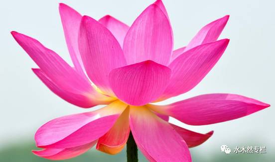 送牛奶的人比喝牛奶的人身体棒,送牛奶的要比喝牛奶的更健康