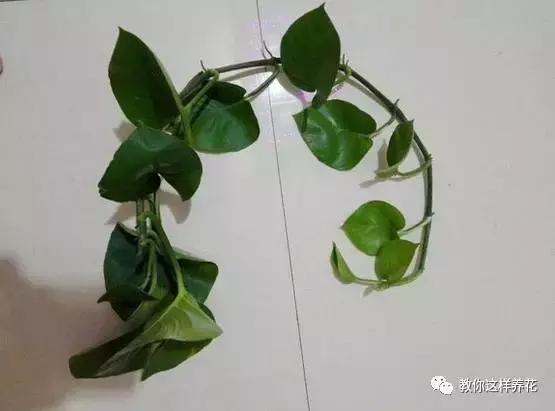 自制绿萝棕柱视频,自制绿萝柱子