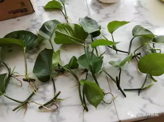 自制绿萝棕柱视频,自制绿萝柱子