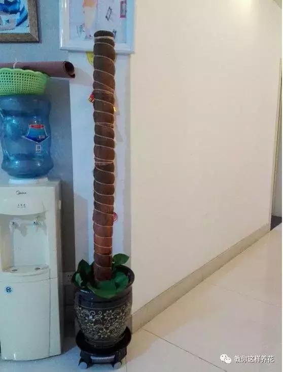 自制绿萝棕柱视频,自制绿萝柱子