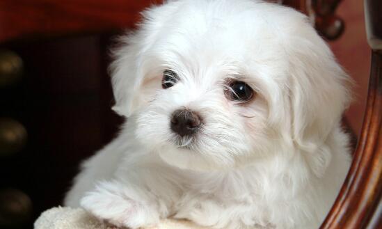 狗狗眼泪多泪痕重是有虫子了吗,狗狗眼泪多怎么回事