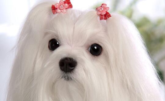 狗狗眼泪多泪痕重是有虫子了吗,狗狗眼泪多怎么回事