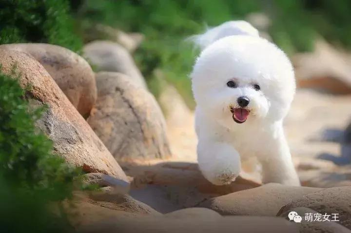 赵丽颖养的宠物,赵丽颖的狗是什么品种