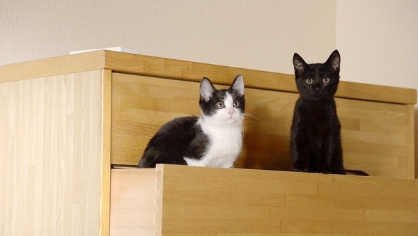 可爱猫咪动画片有哪些,十大可爱的猫咪动画片