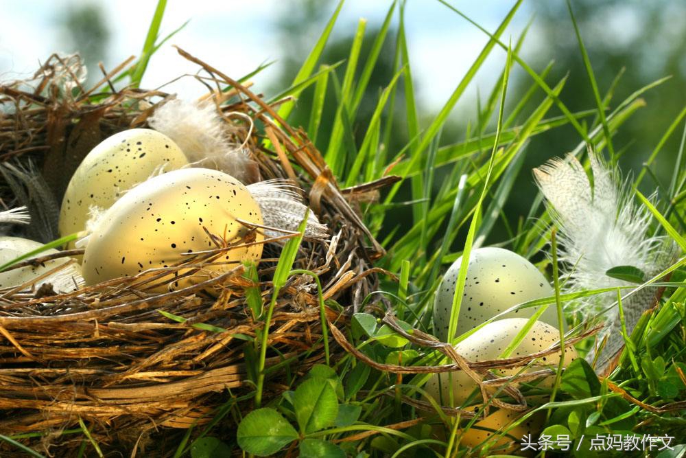 看图写话风筝把鸟窝挂下来了,鸟窝二年级看图写话