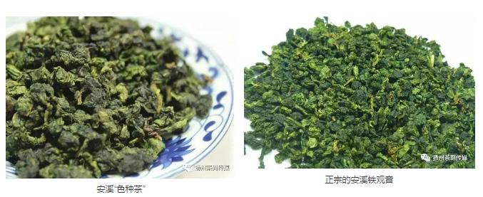 哪里的铁观音才是最正宗最好喝的,为啥喝不到正宗的铁观音