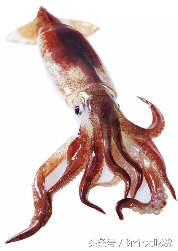 食材｜东山小管：有着一肚子的墨水，却是鱿鱼家族的小可爱！