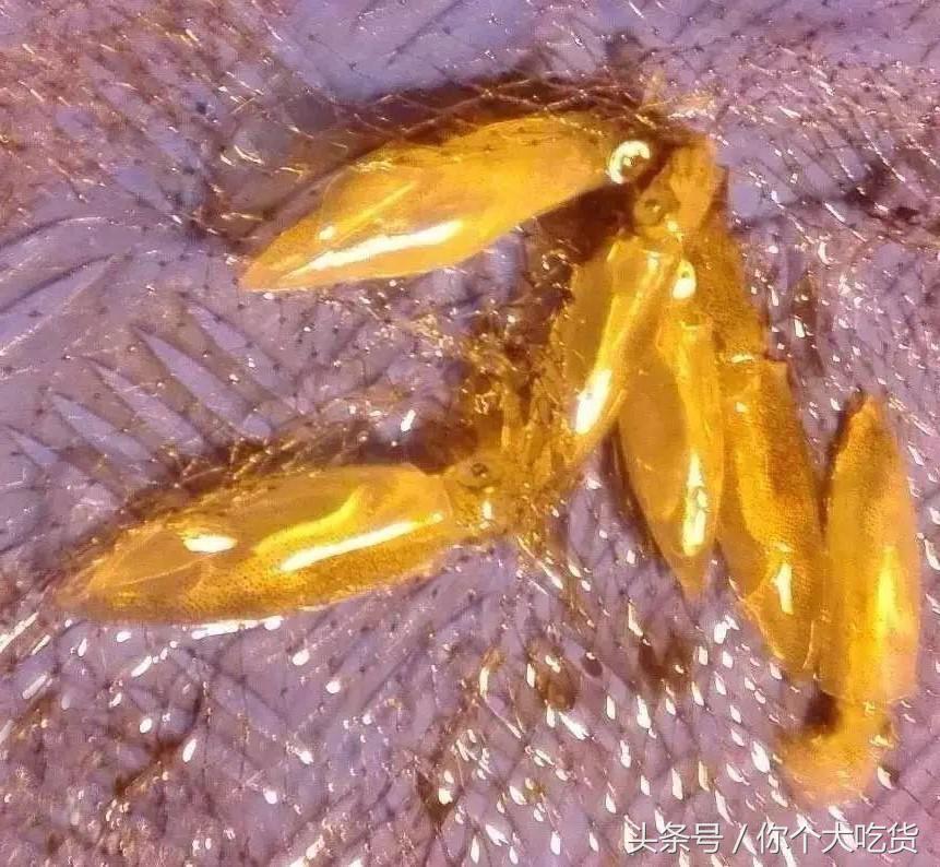 食材｜东山小管：有着一肚子的墨水，却是鱿鱼家族的小可爱！