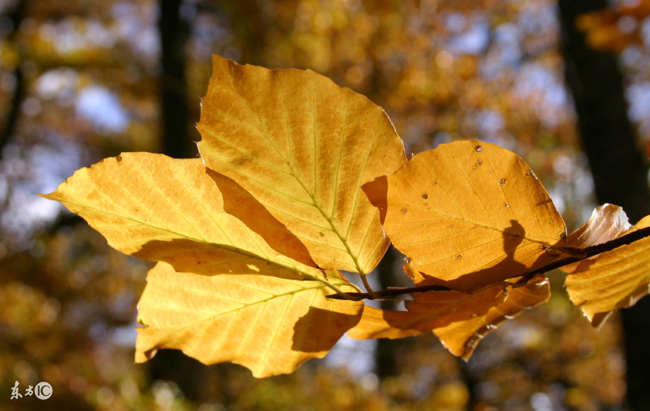 秋分问候祝福语微信,秋分早上好问候图文