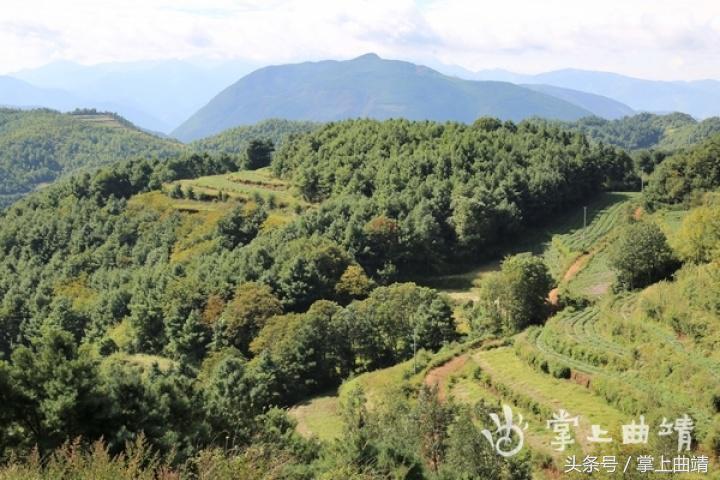 晏廷章:陡红山上种当归