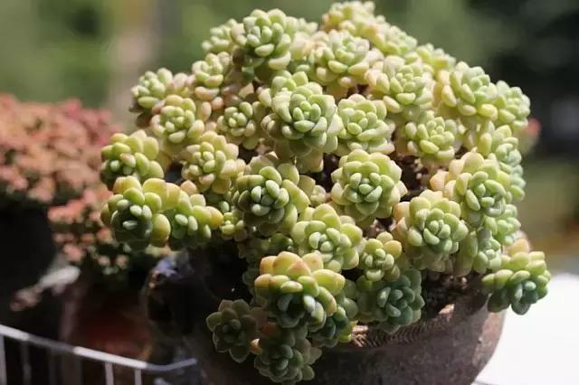 迷人的多肉阳台,韩国主妇阳台