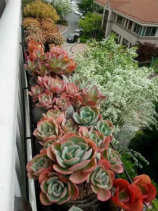 迷人的多肉阳台,韩国主妇阳台