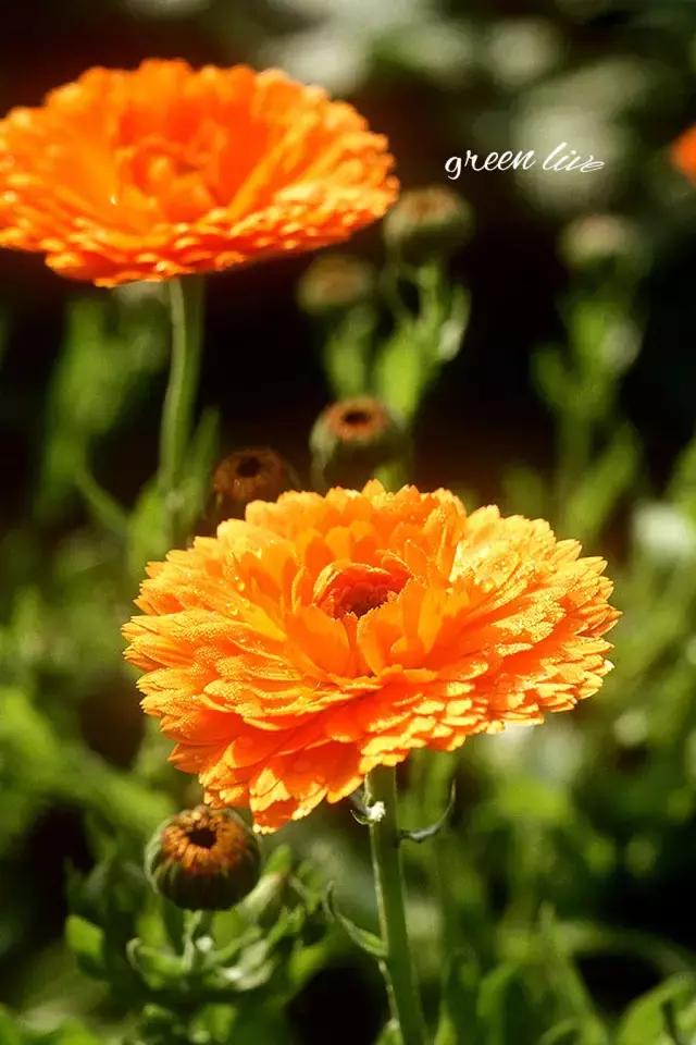 植物如何驱虫比较有效,植物驱虫方法小妙招