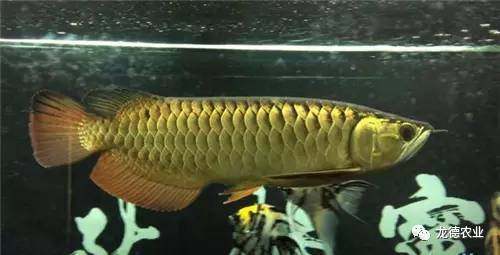 龙鱼挑食龙鱼拒食全攻略,龙鱼换季趴缸拒食怎么解决