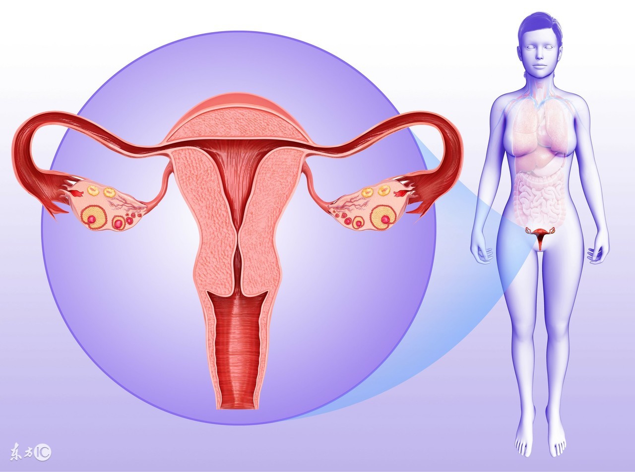 试管婴儿子宫内膜厚度在多少最利于胚胎着床?