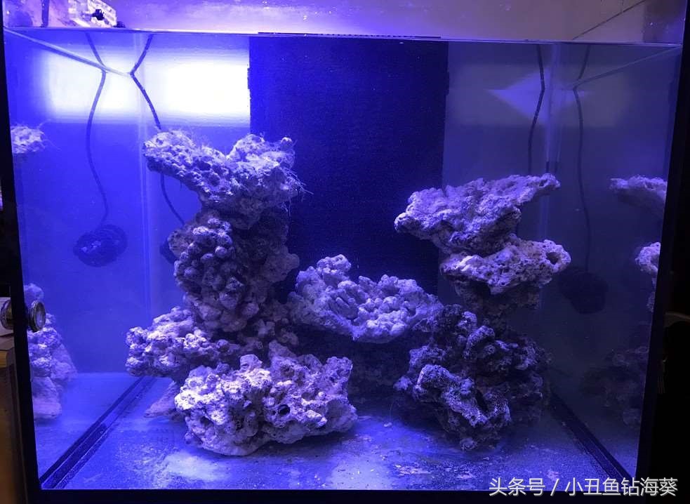 海水缸要不要开白光,fot海水鱼缸开缸视频教程