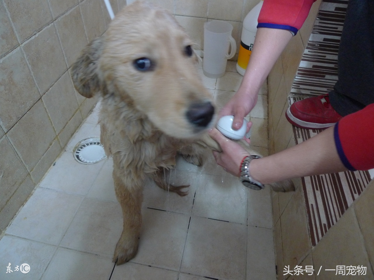 狗狗趾间炎可以用绷带缠上吗,如何防止狗狗趾间炎