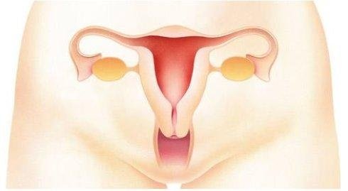 灏忔煚鍏荤敓閿荤偧,灏忔煚淇濆吇