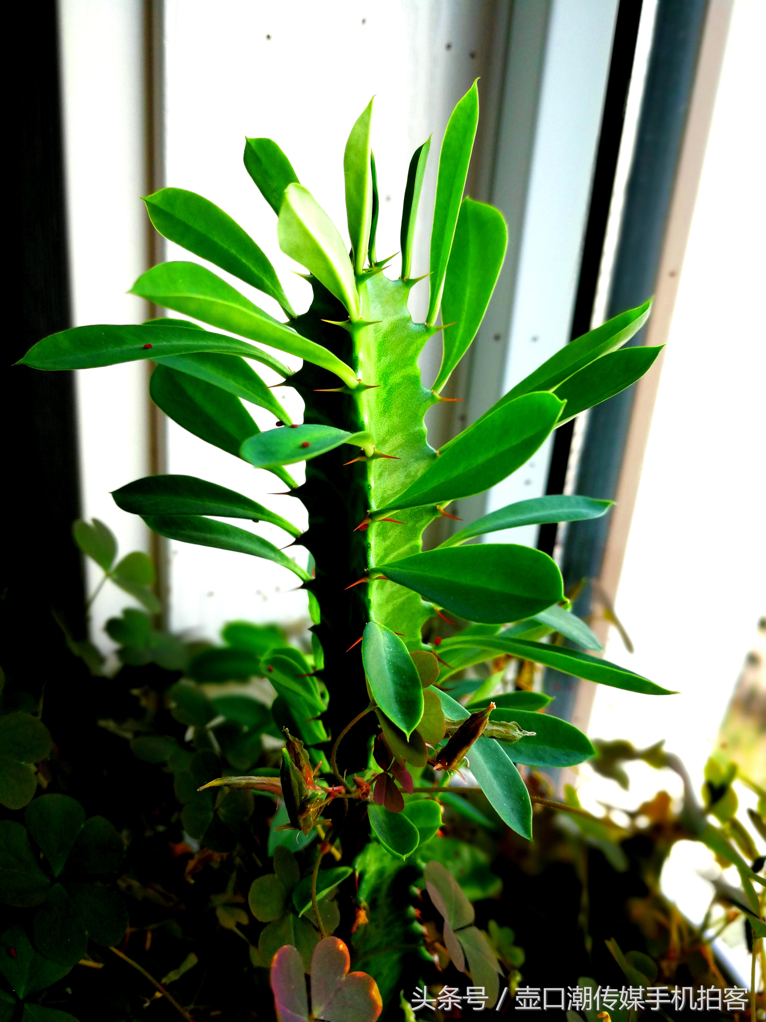 临汾：手机拍拍工作室的花~再好的装修也比不了和大自然和谐相处