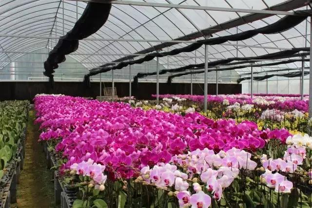 高虹镇景区,高虹镇重点工程