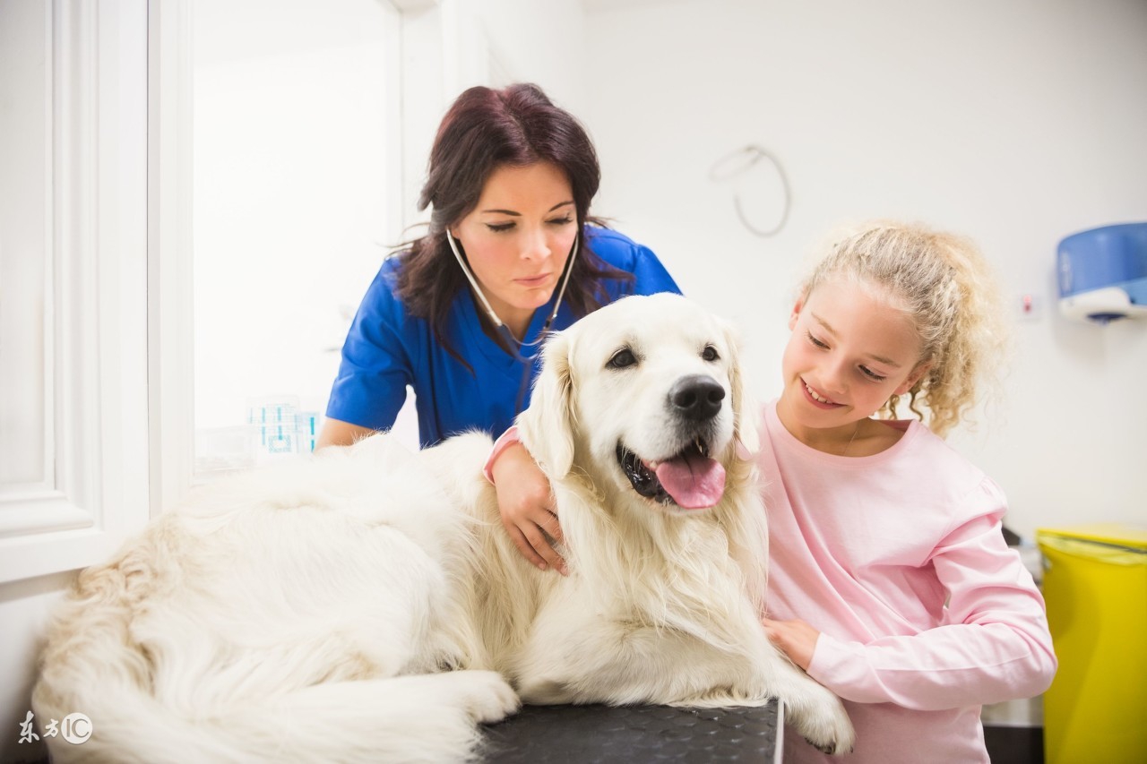 狗狗得了细小怎么治疗可以痊愈,狗狗得了细小最快的治疗方法