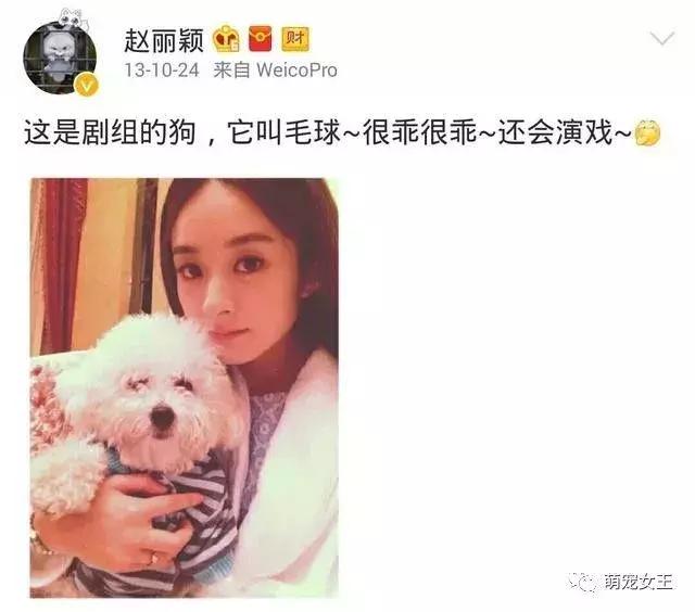 赵丽颖养的宠物,赵丽颖的狗是什么品种