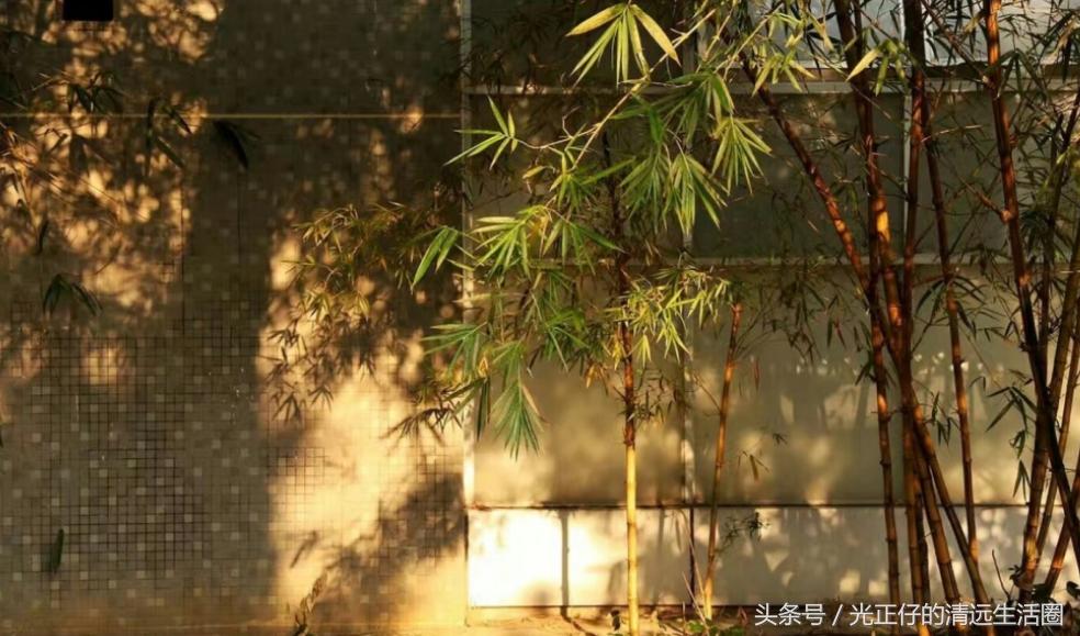 清远华侨中学简介,清远市清远华侨中学