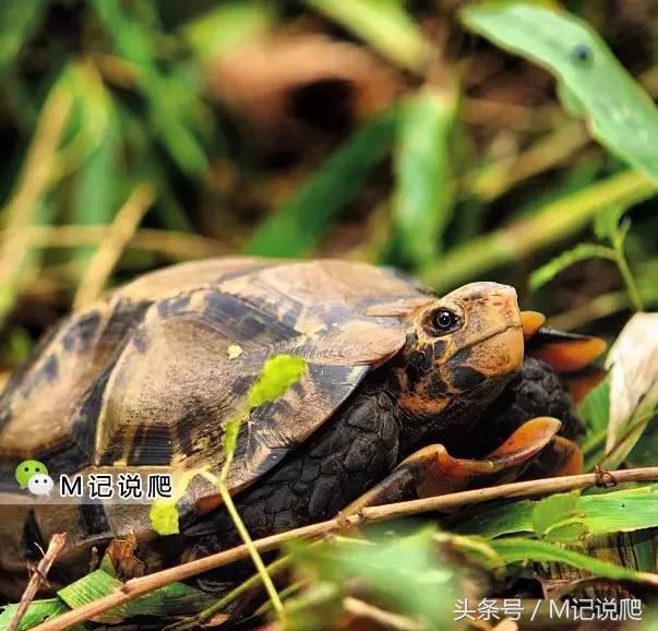 凹甲陆龟的优缺点,凹甲陆龟可以养吗