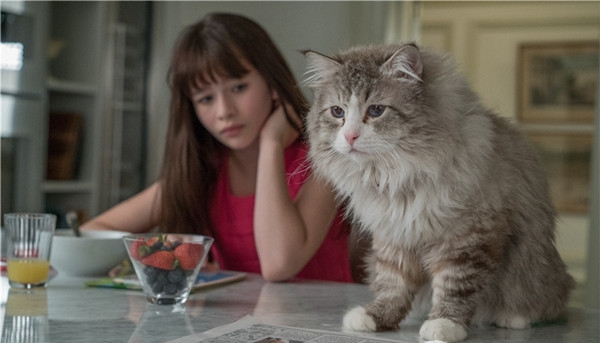 可爱猫咪动画片有哪些,十大可爱的猫咪动画片