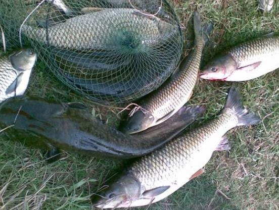 野钓水库打浮钓法教学,野钓中的4个最强技巧