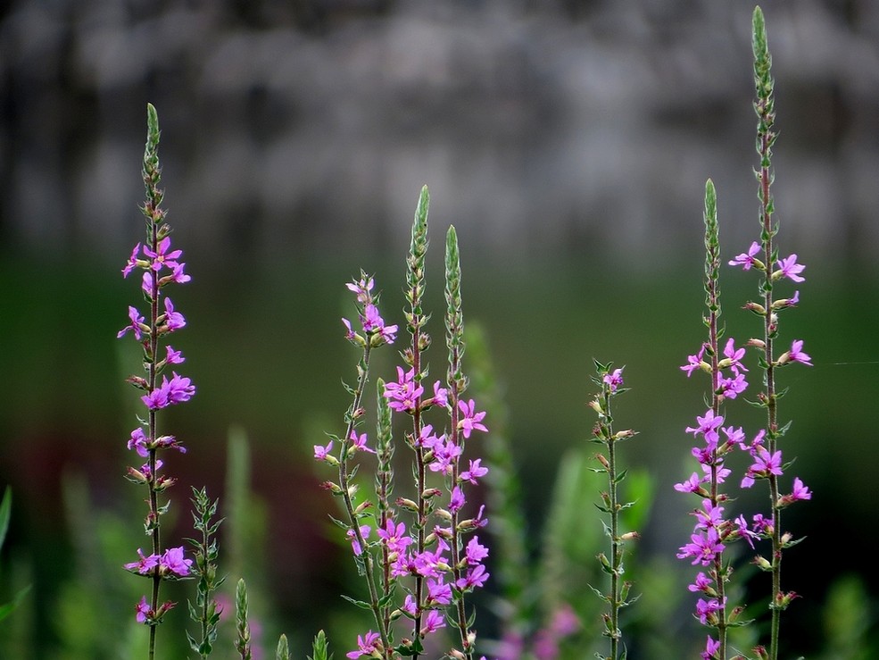开在秋季的紫藤花,开在秋天的花卉有什么品种