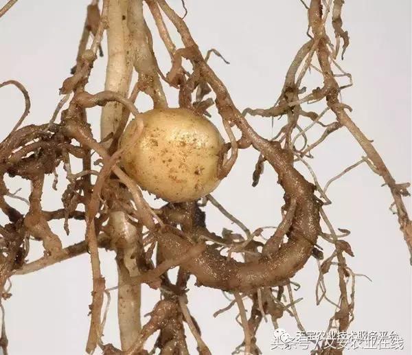 最新防治植物根结线虫药物,防治根结线虫病要用什么杀虫剂