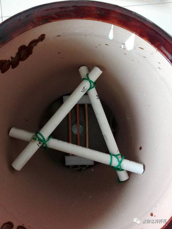 自制绿萝棕柱视频,自制绿萝柱子