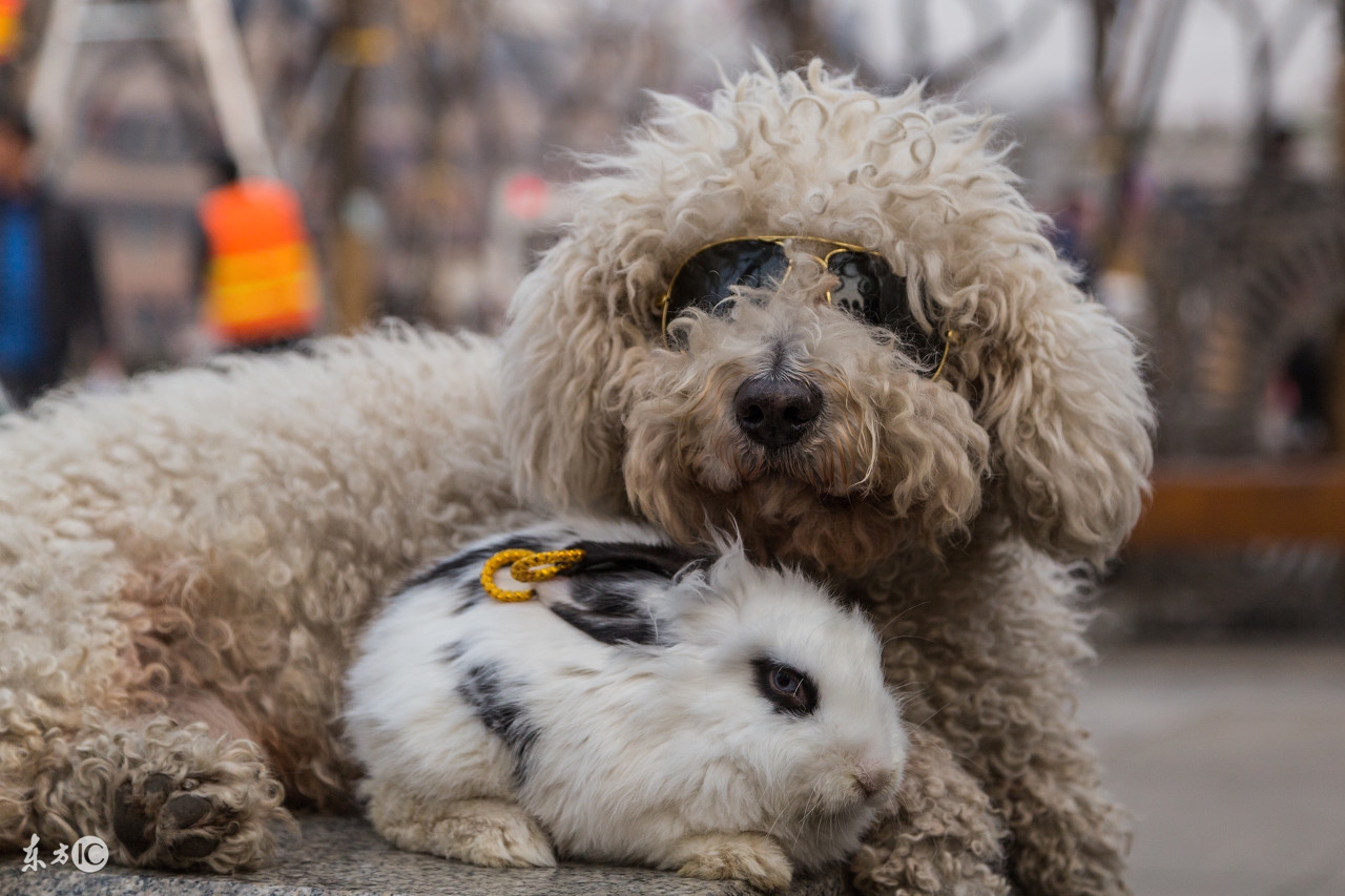 狗狗得了细小怎么治疗可以痊愈,狗狗得了细小最快的治疗方法