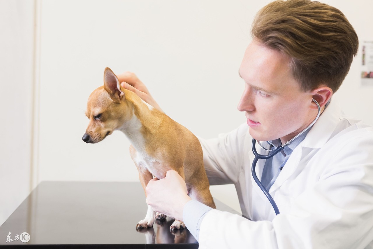 狗狗得了细小怎么治疗可以痊愈,狗狗得了细小最快的治疗方法