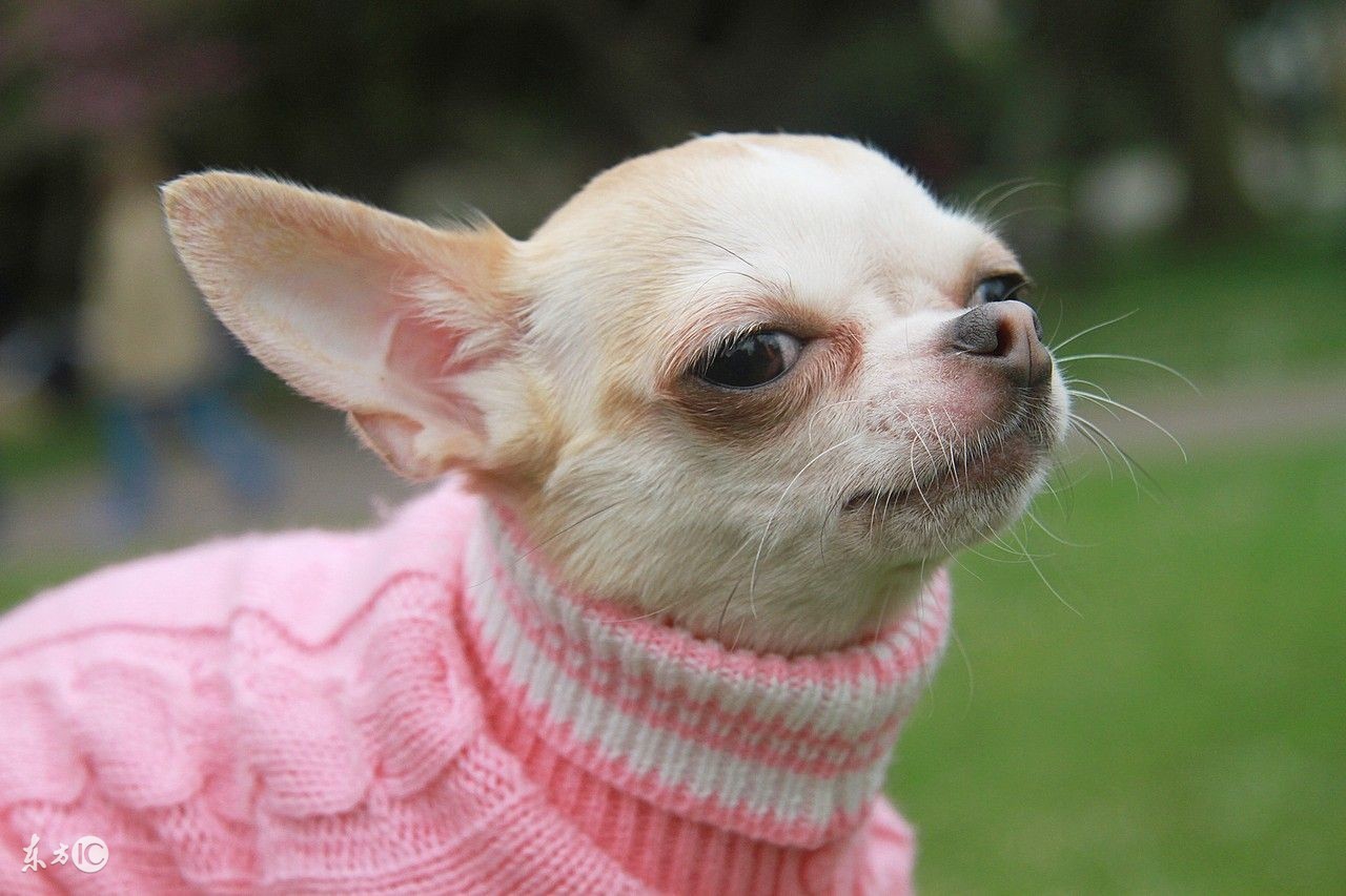 狗狗得了细小怎么治疗可以痊愈,狗狗得了细小最快的治疗方法