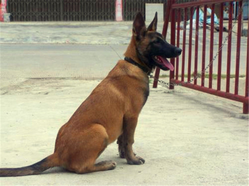 地位高性格强势的马犬怎么训练,警觉性的狗